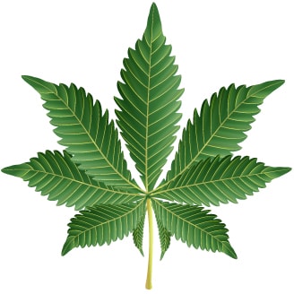 Cannabis Indica Leaf