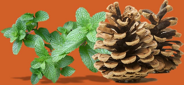 What Are Terpenes