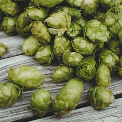 Terpene Humulene