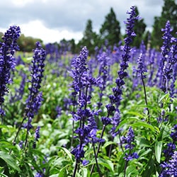 Terpene Linalool