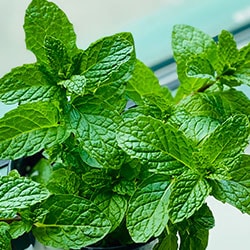 Terpene Ocimene