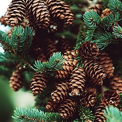 Terpene a-Pinene